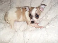 SISTER 2, a female Chihuahua for sale in Canton, MS – 1 of 3