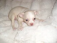 FANCY, a female Chihuahua for sale in Canton, MS – 2 of 4