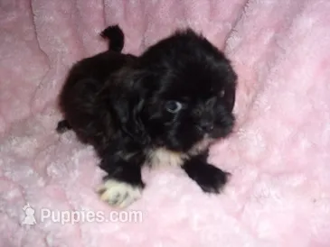 DUFFY – Shih Tzu puppy for sale in Canton, MS