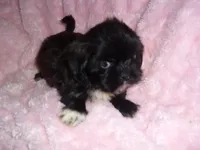 DUFFY, a male Shih Tzu for sale in Canton, MS – 1 of 4
