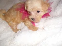 GUCCI, a female Maltipoo for sale in Canton, MS – 3 of 4