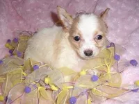 ANGEL, a female Chihuahua for sale in Canton, MS – Photo 1 of 2