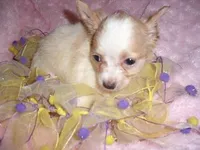 ANGEL, a female Chihuahua for sale in Canton, MS – Photo 2 of 2