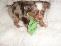 MERL MAN, a male Chihuahua for sale in Canton, MS – 3 of 4
