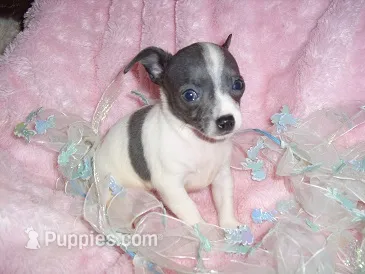 BLUE MAN – Chihuahua puppy for sale in Canton, MS