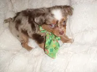 MERL MAN, a male Chihuahua for sale in Canton, MS – 4 of 4