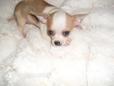 DELIA – Chihuahua puppy for sale in Canton, MS