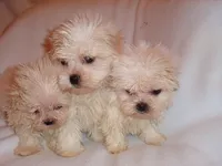 MOLLY, a female Maltipoo for sale in Canton, MS – 3 of 3