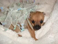 COOPER, a male Chihuahua for sale in Canton, MS – 3 of 5