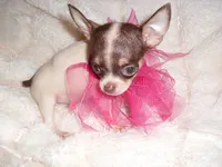 TEACUP COCO, a female Chihuahua for sale in Canton, MS – 3 of 5