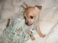 BUSTER, a male Chihuahua for sale in Canton, MS – 2 of 4