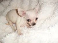 ANGEL, a female Chihuahua for sale in Canton, MS – 3 of 3