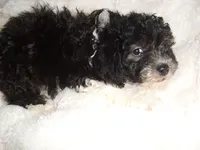 DIGBY, a male Poodle - Toy  for sale in Canton, MS – 4 of 4