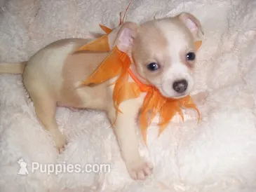 BAILEY – Chihuahua puppy for sale in Canton, MS