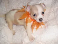 BAILEY, a male Chihuahua for sale in Canton, MS – 1 of 3
