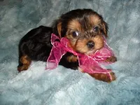 TINY BABY, a female Yorkshire Terrier for sale in Canton, MS – 2 of 6