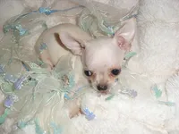 TINY ANGEL, a female Chihuahua for sale in Canton, MS – 2 of 3
