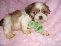 BUCKET, a male Shih Tzu for sale in Canton, MS – 3 of 4