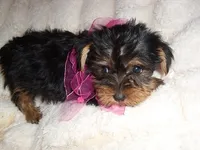 TINY GIRL, a female Yorkshire Terrier for sale in Canton, MS – 4 of 4