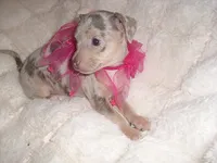 MERLE BABY, a female Chihuahua for sale in Canton, MS – 2 of 5
