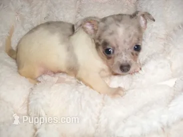 TINY ZORRO – Chihuahua puppy for sale in Canton, MS