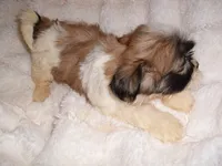 BELLA, a female Shih Tzu for sale in Canton, MS – 3 of 4