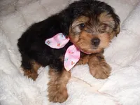 SISSY, a female Yorkipoo for sale in Canton, MS – 3 of 4