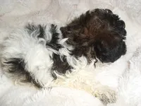 BUBBLES, a female Poodle - Toy  for sale in Canton, MS – 3 of 4