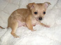 PEBBLES, a female Chihuahua for sale in Canton, MS – 3 of 4