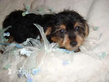 PEPPER – Yorkipoo puppy for sale in Canton, MS