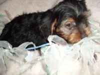 PEPPER, a male Yorkipoo for sale in Canton, MS – Photo 2 of 2