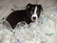 JAZZ, a male Chihuahua for sale in Canton, MS – Photo 1 of 2