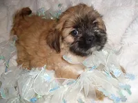 BOSTON, a  Shih Tzu for sale in Canton, MS – 1 of 5
