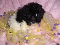 ANGEL, a female Maltipoo for sale in Canton, MS – 2 of 2