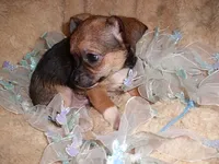 TINY MAN 1, a male Chihuahua for sale in Canton, MS – 3 of 4