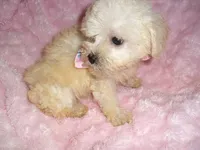 BABY BLONDE, a female Yorkipoo for sale in Canton, MS – 2 of 4