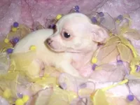 PIXIE, a female Chihuahua for sale in Canton, MS – Photo 2 of 4