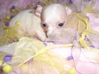 PIXIE, a female Chihuahua for sale in Canton, MS – Photo 4 of 4