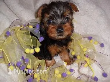 TINY ZITA – Yorkshire Terrier puppy for sale in Canton, MS