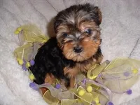 TINY ZITA, a female Yorkshire Terrier for sale in Canton, MS – Photo 2 of 2