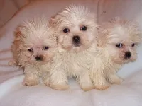 MOLLY, a female Maltipoo for sale in Canton, MS – 2 of 3