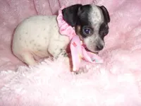 BABY GIRL 2, a female Chihuahua for sale in Canton, MS – 3 of 3