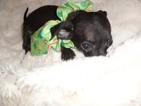 MIDNIGHT, a male Chihuahua for sale in Canton, MS – 2 of 4
