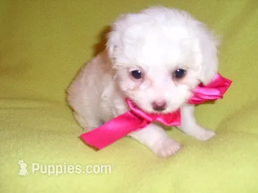 MIA – Maltipoo puppy for sale in Canton, MS