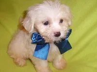 DEXTER, a male Maltipoo for sale in Canton, MS – 5 of 5