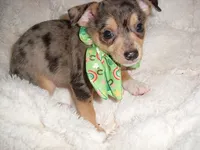 MERLE MAN, a male Chihuahua for sale in Canton, MS – 3 of 3