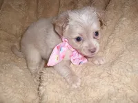 SILVER BABY, a female Chihuahua for sale in Canton, MS – 3 of 3