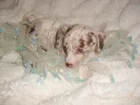 COCO MERLE 2, a male Chihuahua for sale in Canton, MS – 3 of 3