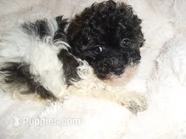 BUBBLES – Poodle - Toy  puppy for sale in Canton, MS