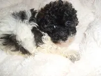 BUBBLES, a female Poodle - Toy  for sale in Canton, MS – 1 of 4